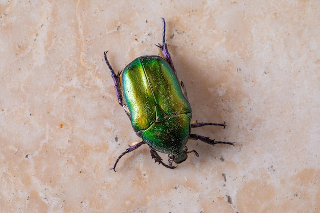 Escarabajo verde metálico de cetonia dorada sobre suelo de mármol