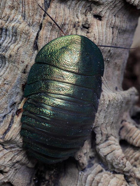 Foto un escarabajo verde con una raya verde en la cara está en el tocón de un árbol.