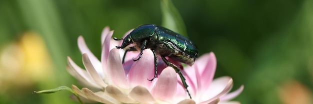 El escarabajo verdenegro se asienta sobre insectos de flores rosas en el concepto de entorno natural