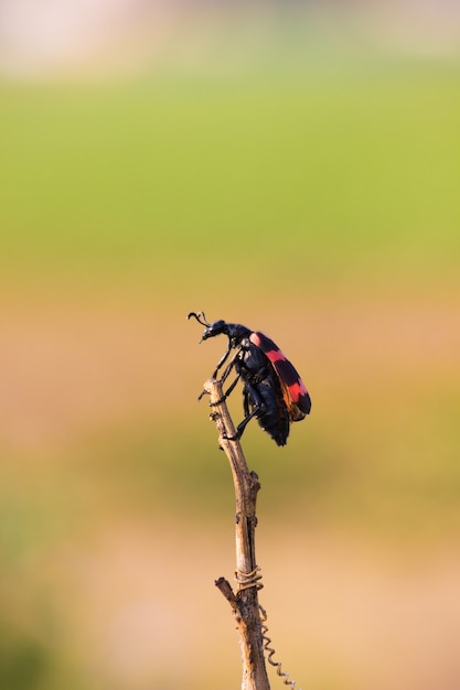 Escarabajo