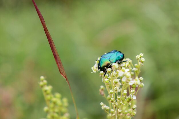 Escarabajo