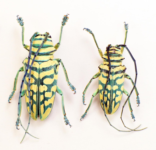 Escarabajos aislados en blanco. Escarabajos azules de cuernos largos Sternotomis bohemani macro, cerambycidae, insectos