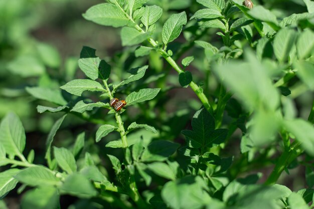 Los escarabajos de Colorado comen papa en el jardín.