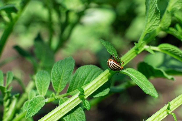 Los escarabajos de Colorado comen papa en el jardín