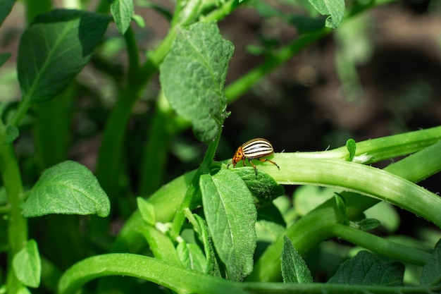 Los escarabajos de Colorado comen papa en el jardín