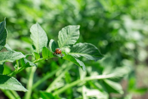 Los escarabajos de Colorado comen papa en el jardín