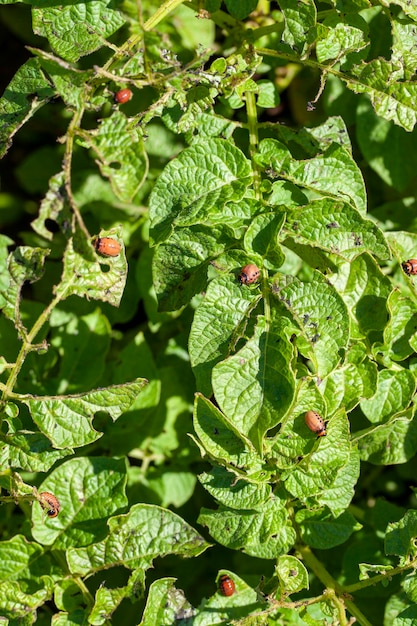 Escarabajos de Colorado destruyendo la cosecha de patatas en el campo agrícola