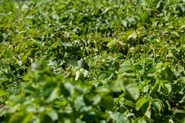 Escarabajos de Colorado destruyendo la cosecha de patatas en el campo agrícola