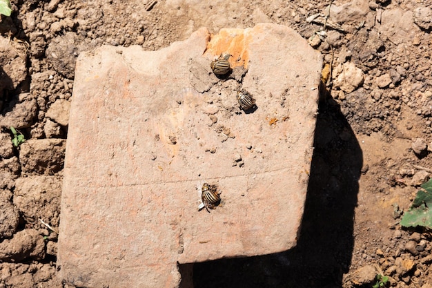 Foto escarabajos de colorado en piedra