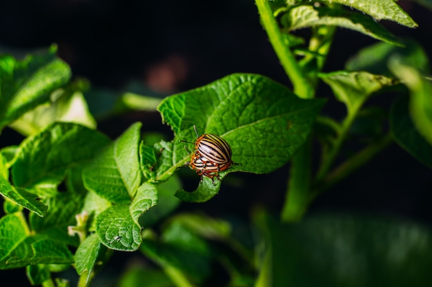 Escarabajos de Colorado rayados en hojas de papa