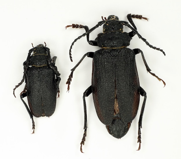 Escarabajos negros Longhorn Prionus howdeni aislado en blanco. Cerambycidae Colección de insectos escarabajos