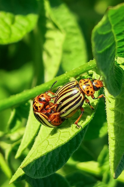 Los escarabajos de patata de Colorado se aparean en hojas de patata. concepto de cultivo de papa