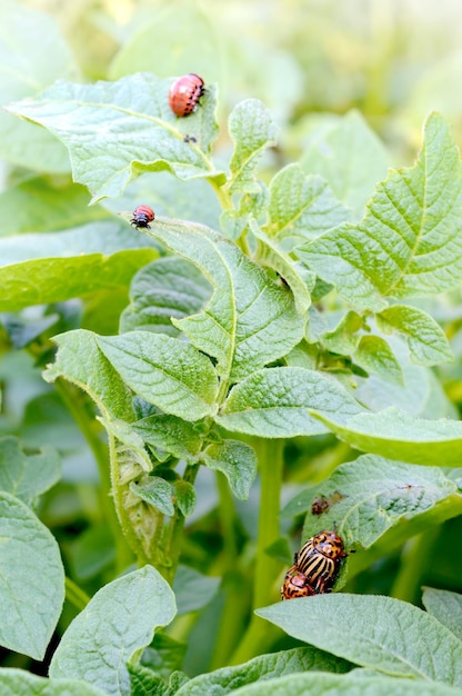 Escarabajos de patata de Colorado y larva roja arrastrándose y comiendo hojas de patata vista vertical de fondo natural Plagas de cultivos agrícolas