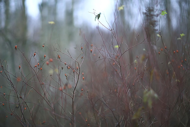 escaramujos arbustos bayas otoño, vitaminas tintura de té de rosa salvaje