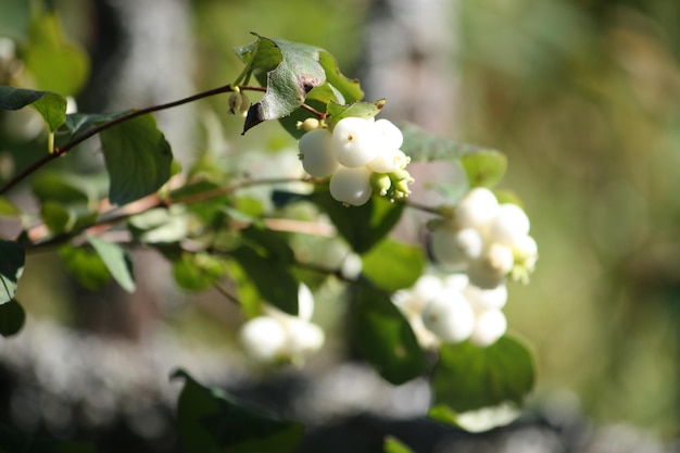 Escaramujos Bayas rojas maduras de la planta dogrose