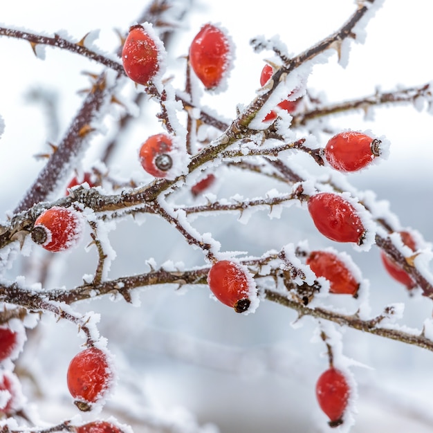 Escaramujos cubiertos de escarcha en los arbustos en invierno