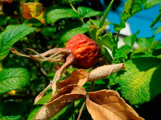 Escaramujos medicinales de frutos rojos Escaramujos redondos maduros