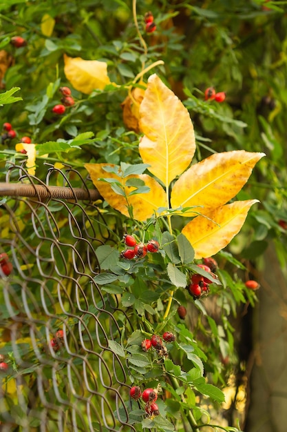 Escaramujos en otoño con hojas amarillas en una valla de malla