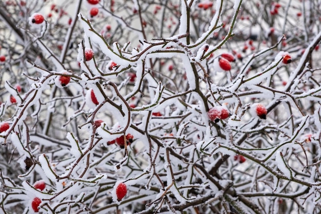 Escaramujos rojos en un arbusto cubierto de nieve. Fabuloso fondo navideño de invierno.