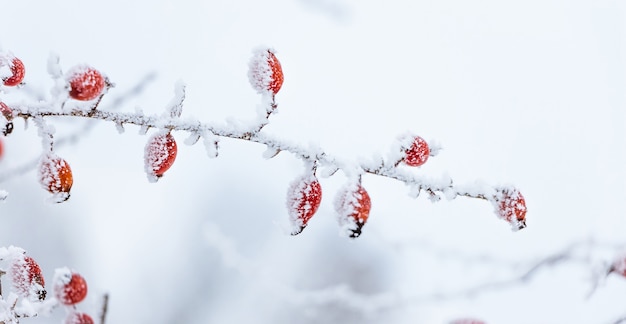 Escaramujos rojos cubiertos de nieve