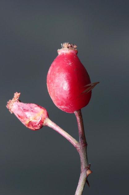 Escaramujos rojos en otoño BackgroundxAxA