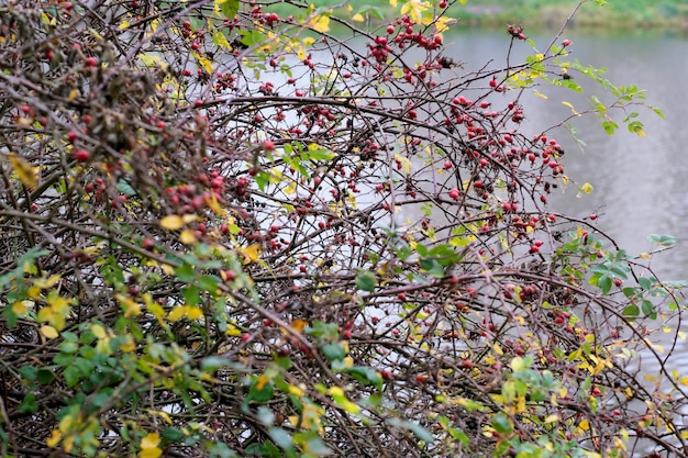 Escaramujos rojos