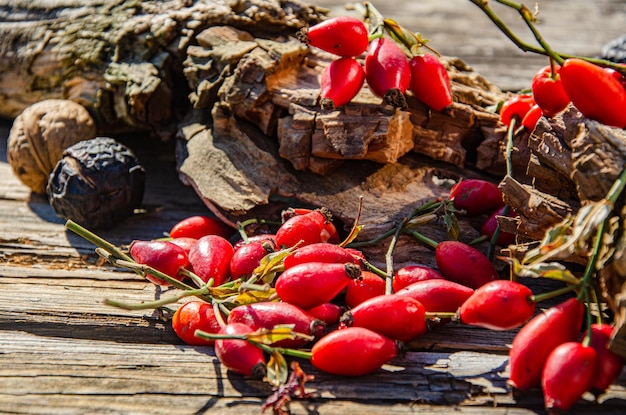 Escaramujos en tablas viejas en el jardín. Colección rosa mosqueta.