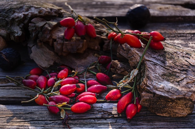 Escaramujos en tablas viejas en el jardín. Colección rosa mosqueta.