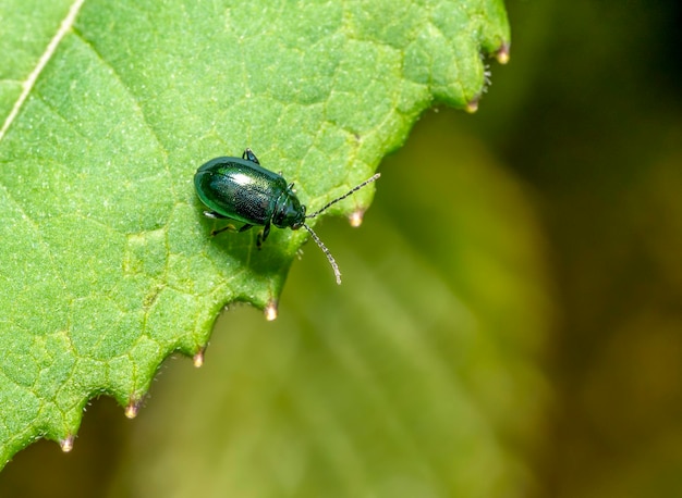 Escaravelho Altica