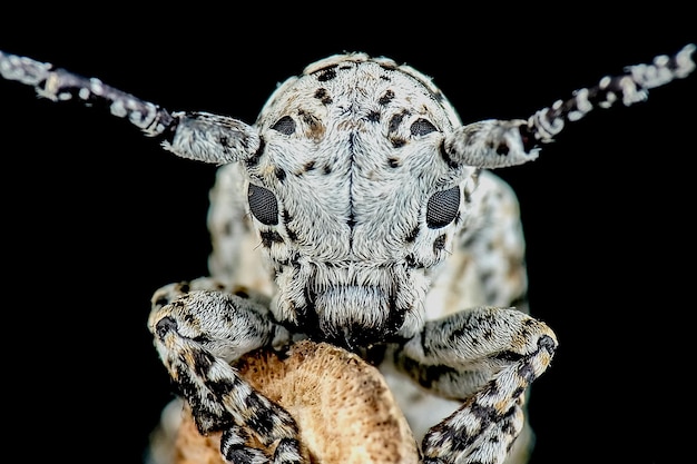 Foto escaravelho de corno longo