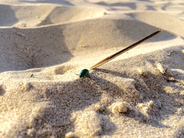 Foto escaravelho na praia em um dia ensolarado