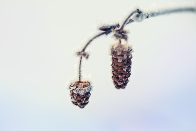 Escarcha en el árbol en el bosque de invierno. Hermosa naturaleza de invierno. Imagen macro. Pequeña profundidad de nitidez