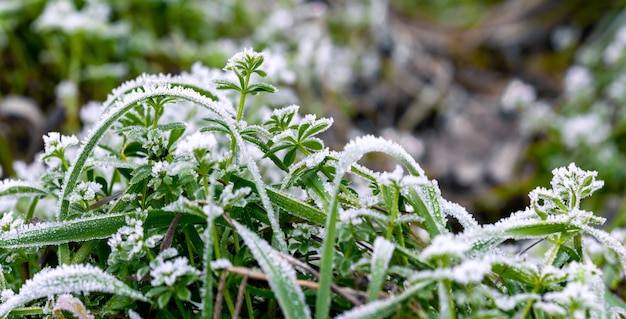 Escarcha cubierta de hierba verde. Fondo de invierno con hierba verde en la nieve