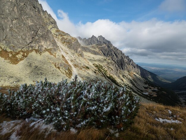 Escarcha cubriendo arbustos y pastos El invierno ha descendido de las montañas a las laderas