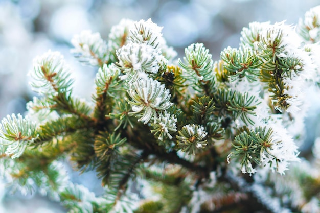 Escarcha en hojas de abeto en nevando en el jardín de invierno Picea congelada con fondo de copos de nieve