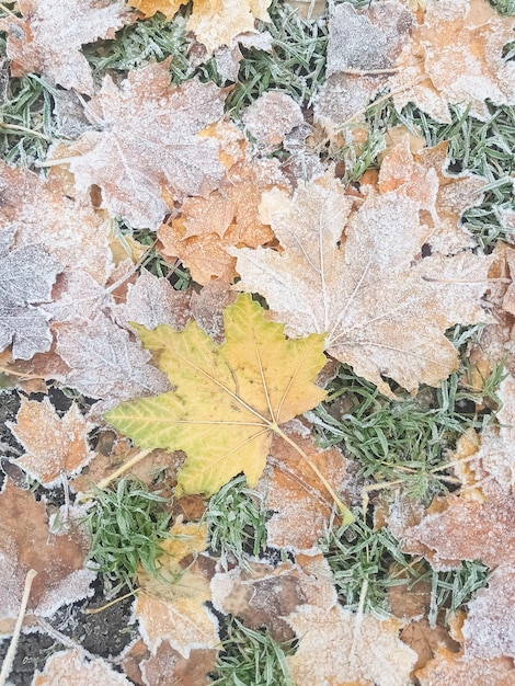 Escarcha en hojas de arce de color caídas en otoñoMaple Yellow Frosty Leaf en la hierba en un frío Frosty Morning Naturaleza Fondo cubierto de escarcha en noviembre