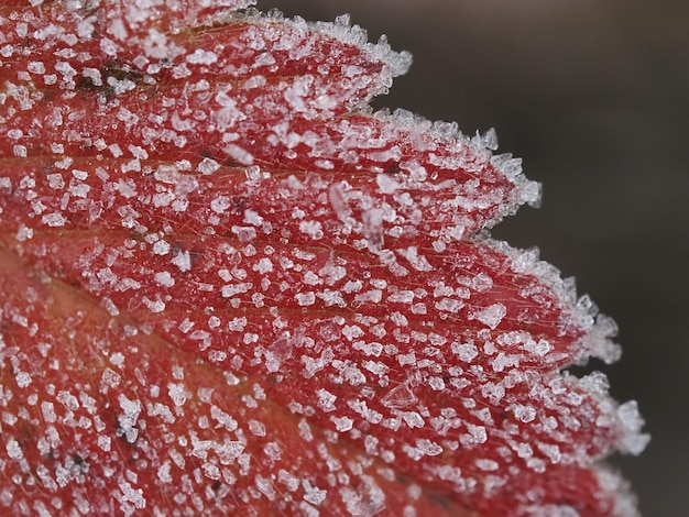 escarcha en las hojas de las plantas