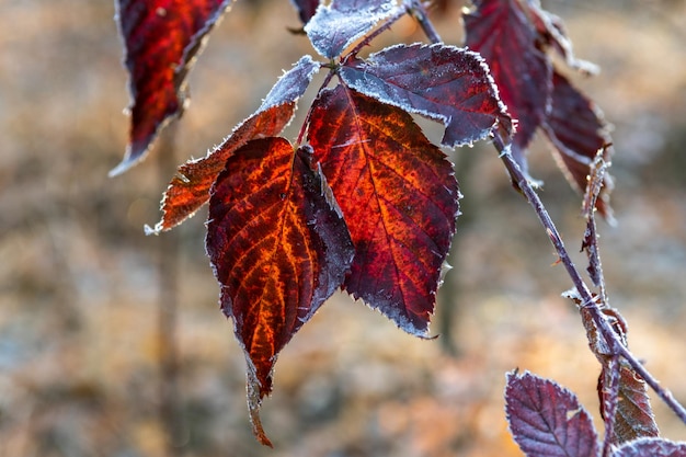 Escarcha en las hojas. Primeras heladas de otoño