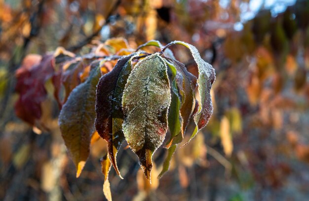 Escarcha en las hojas. Primeras heladas de otoño