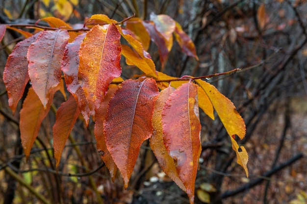 Escarcha en las hojas. Primeras heladas de otoño