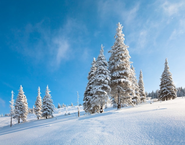 Escarcha de invierno y abetos cubiertos de nieve en la ladera de la montaña sobre fondo de cielo azul