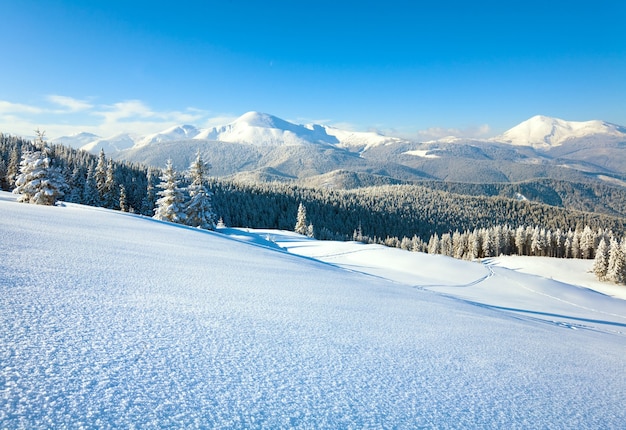 Escarcha de invierno y abetos cubiertos de nieve en la ladera de la montaña