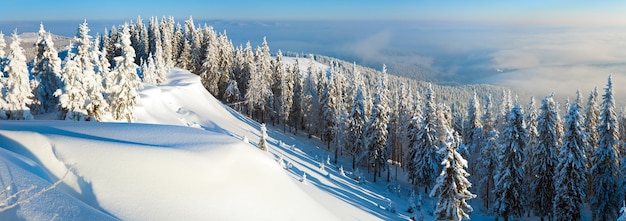 Escarcha de invierno y cima de una colina cubierta de nieve con abetos y ventisqueros (montañas de los Cárpatos, Ucrania). Imagen de puntada de tres disparos.