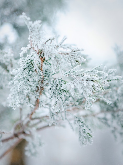 Escarcha y nieve en agujas verdes de abetos forestales