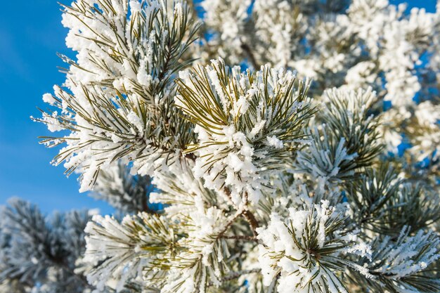 Escarcha y nieve en el pino en el bosque de invierno. Hermoso paisaje de invierno. Pequeña profundidad de nitidez