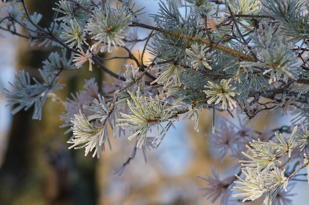 Escarcha en una planta Invierno soleado mañana helada Cristales de hielo adornan todo