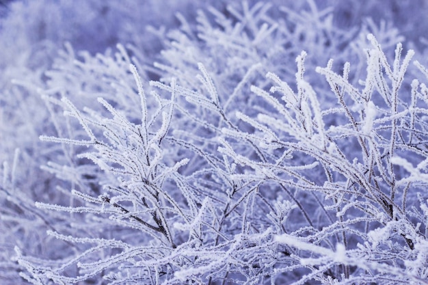 escarcha en las ramas en la naturaleza de invierno