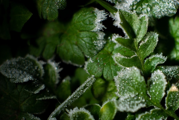 Escarcha en el suelo: escarcha en la hierba verde