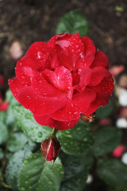 Escarlata rosa un símbolo de amor