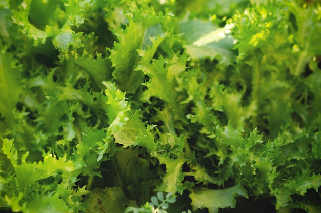 Escarolas crescendo em uma horta.